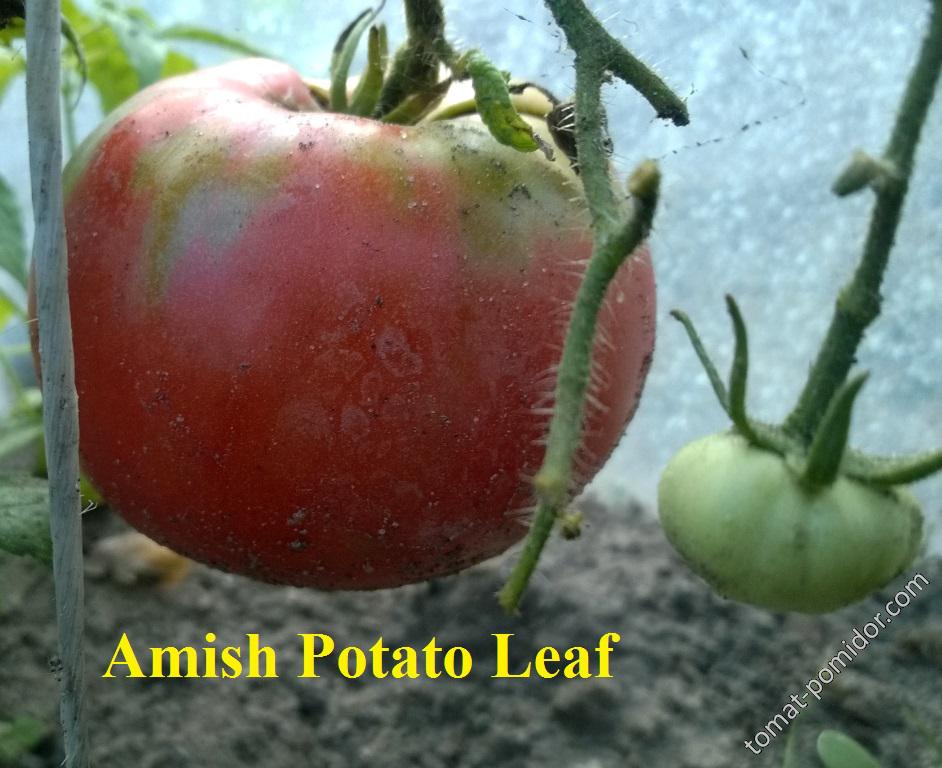 Amish Potato Leaf