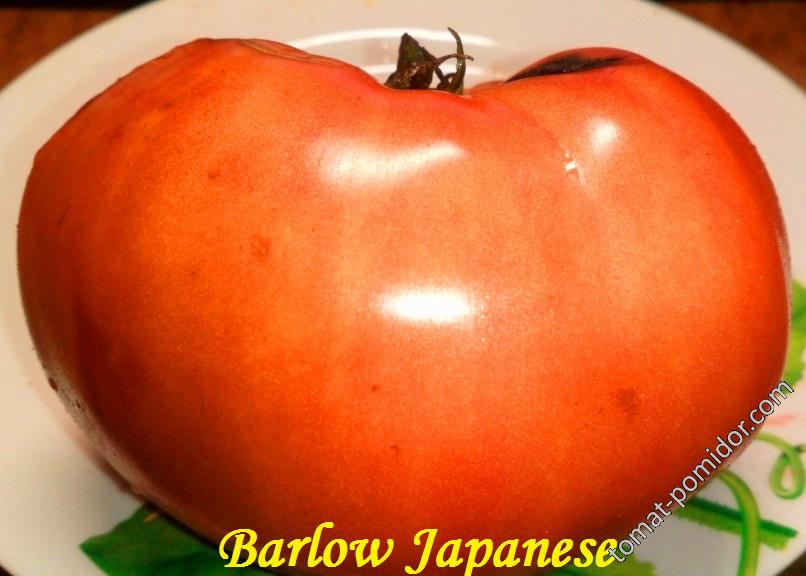 Barlow Japanese