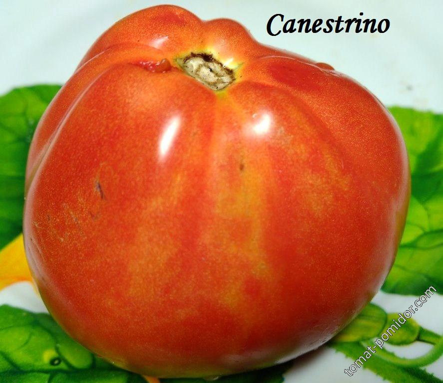 Canestrino