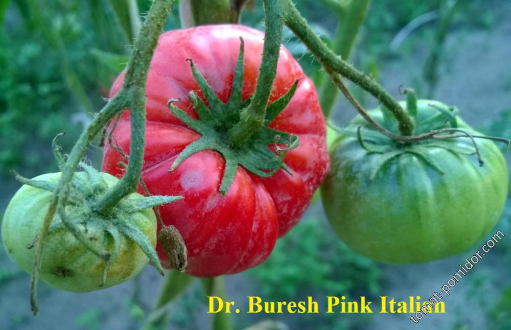 Dr.Buresh Pink Italian