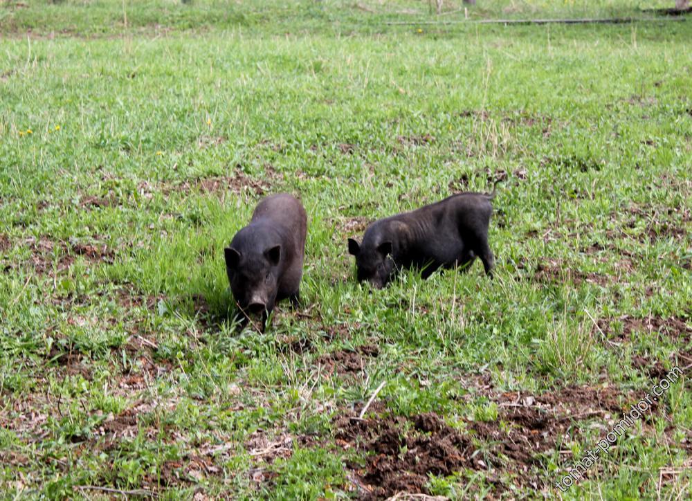 соседские свинки