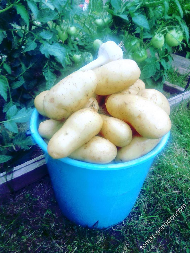 Первая картошка в июне