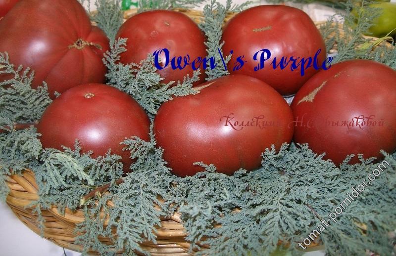 Owen's Purple - Альбомы - tomat-pomidor.com