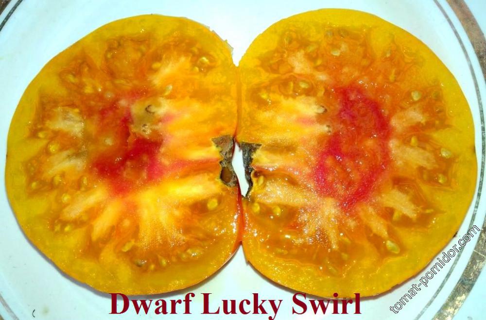 Dwarf Lucky Swirl