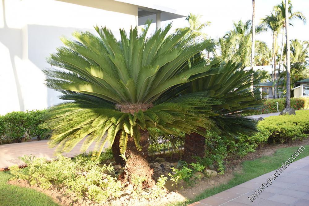 Красивые пальмы на территории отеля