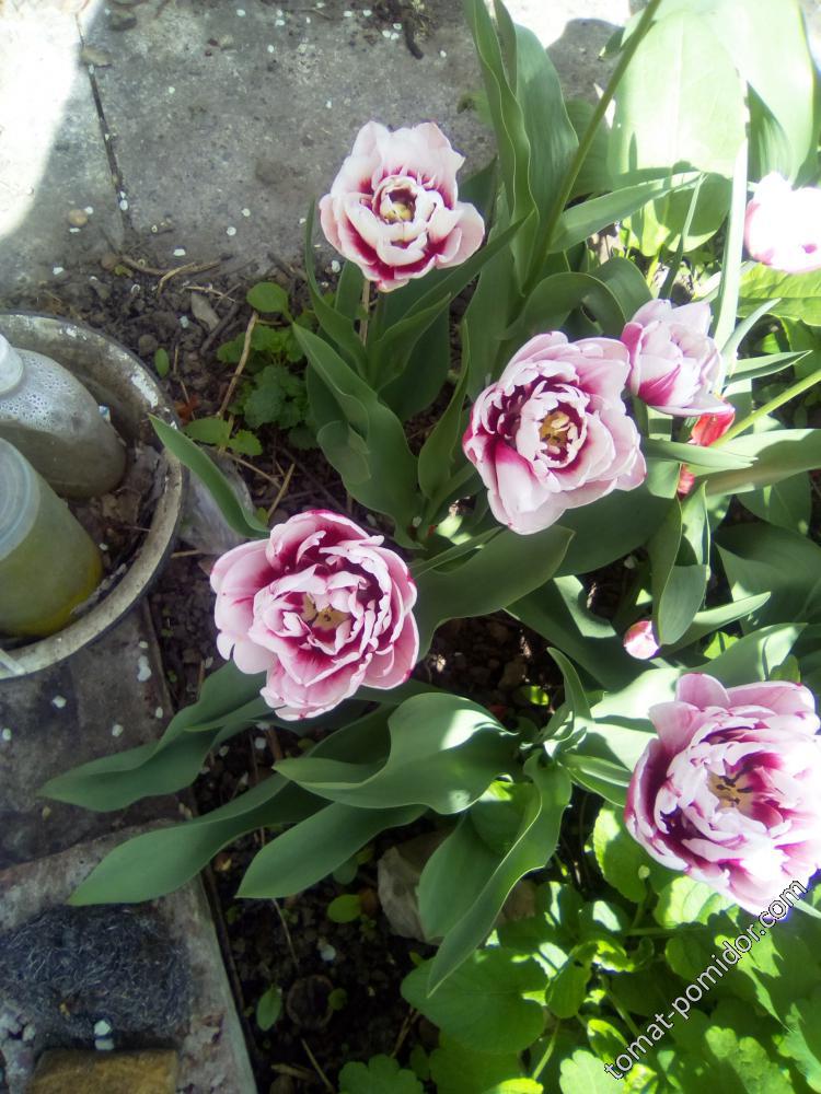 махровые тюльпаны
