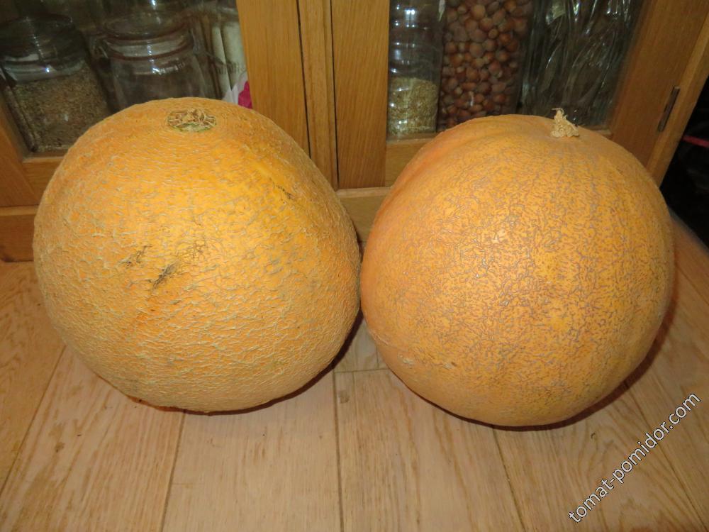 Парочка Kaempe Melon 7,5 кг и 4,9 кг