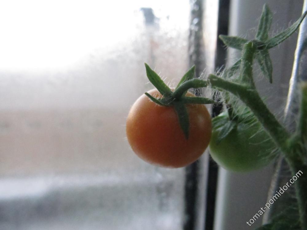 томат 1 января