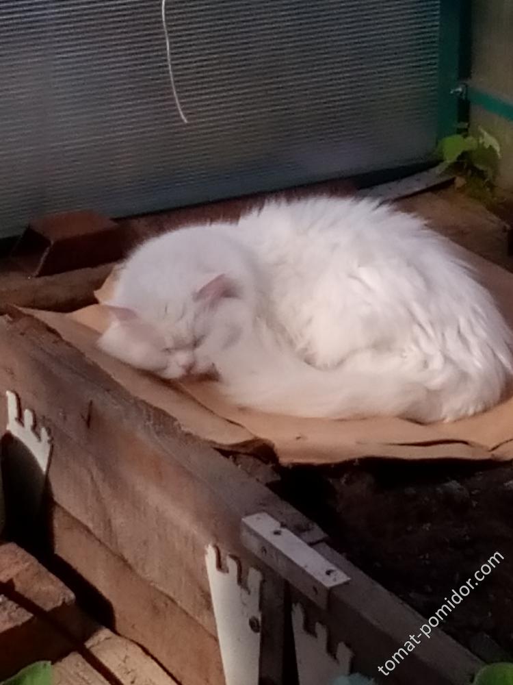 стало жалко котейку, предложила ей на картонке полежать.