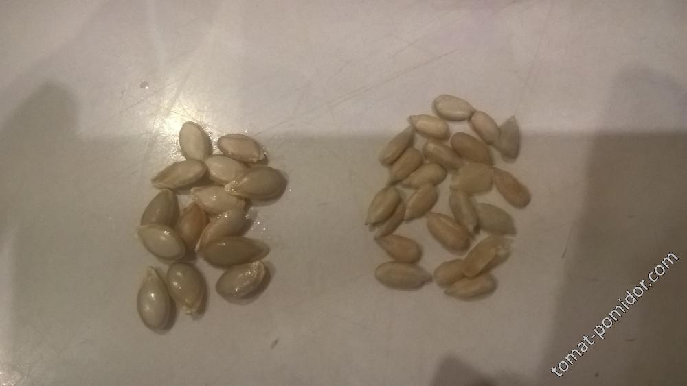 семена грузинской тыквы
