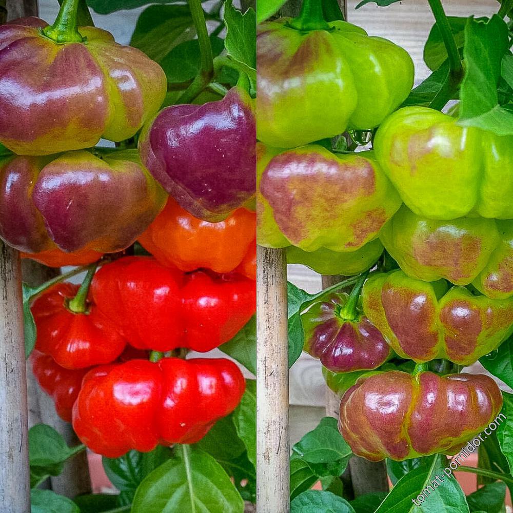 кандидат на посадку Aji Cachuchua Purple Splotch