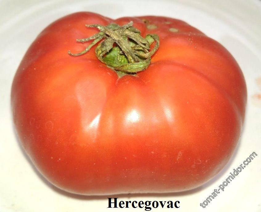 Hercegovac from Gercegovina