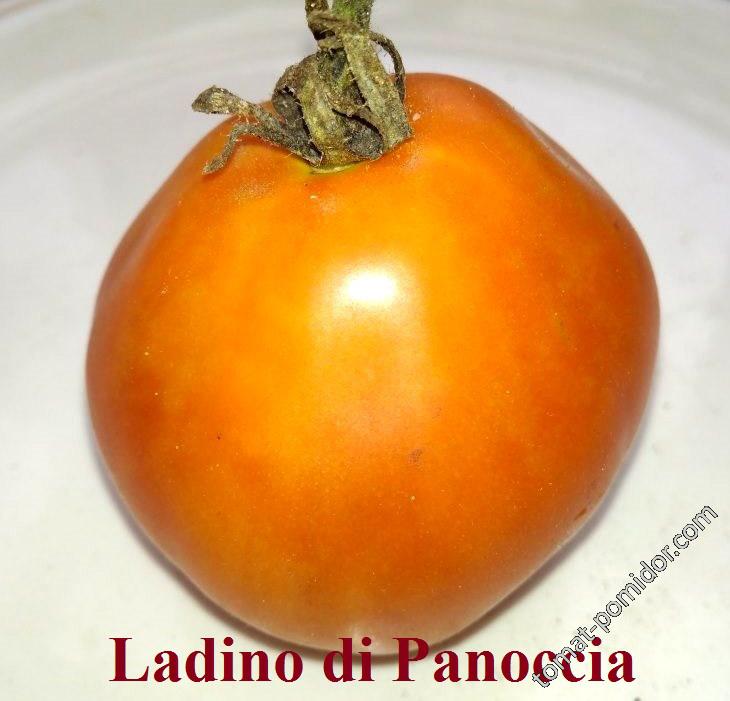 Ladino de Panocia