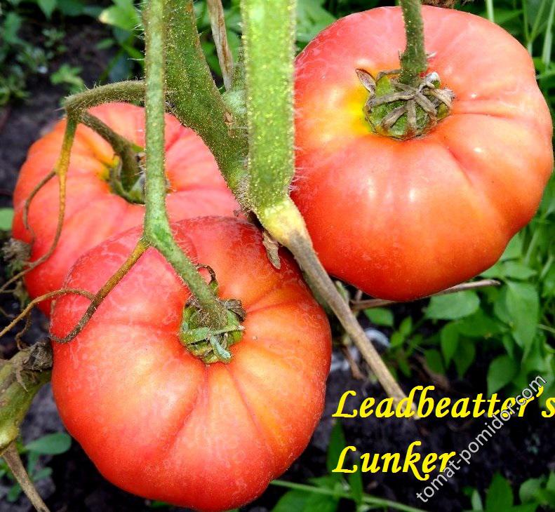 Leadbeatter’s Lunker