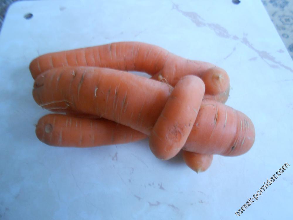 Морковные обнимашки