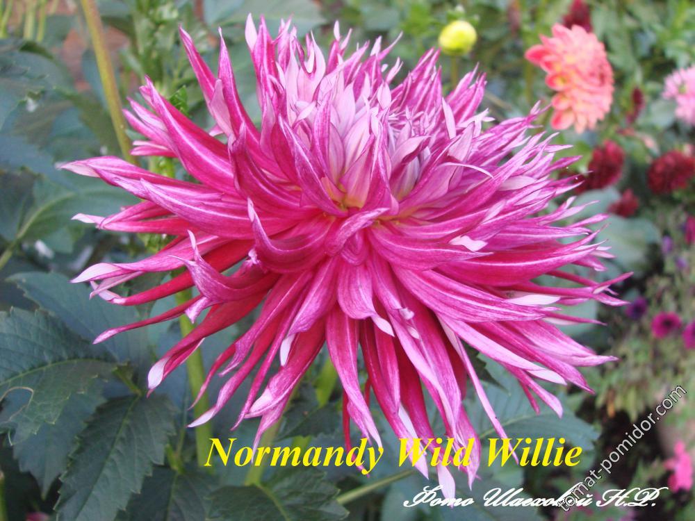 Normandy Wild Willie