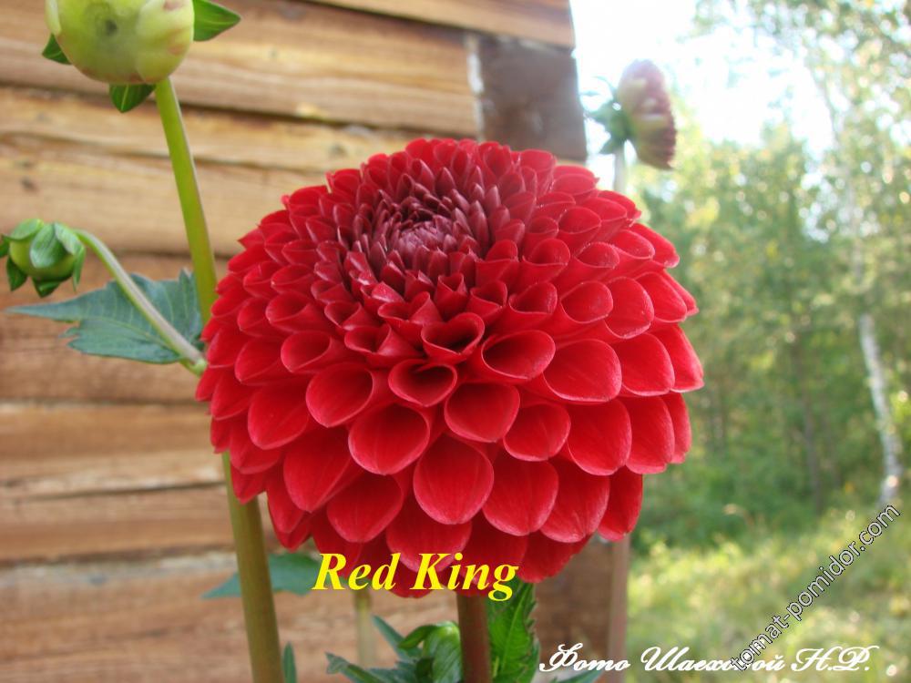 Red King