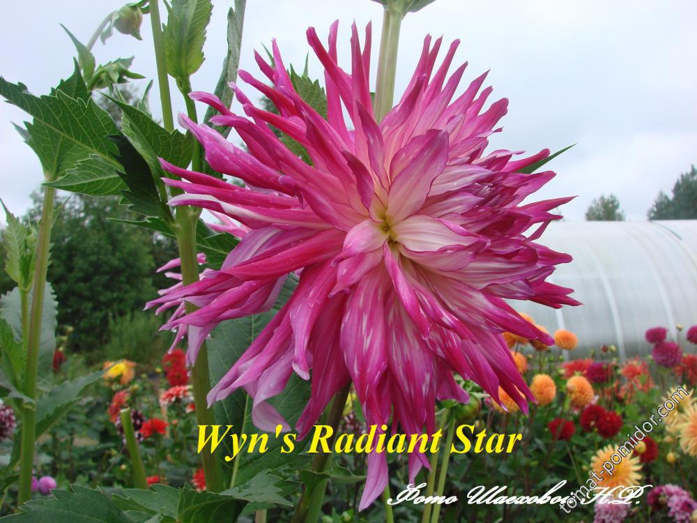 Wyn's Radiant Star
