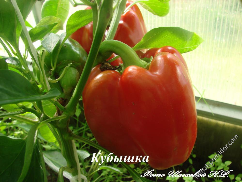 Кубышка - Альбомы - tomat-pomidor.com