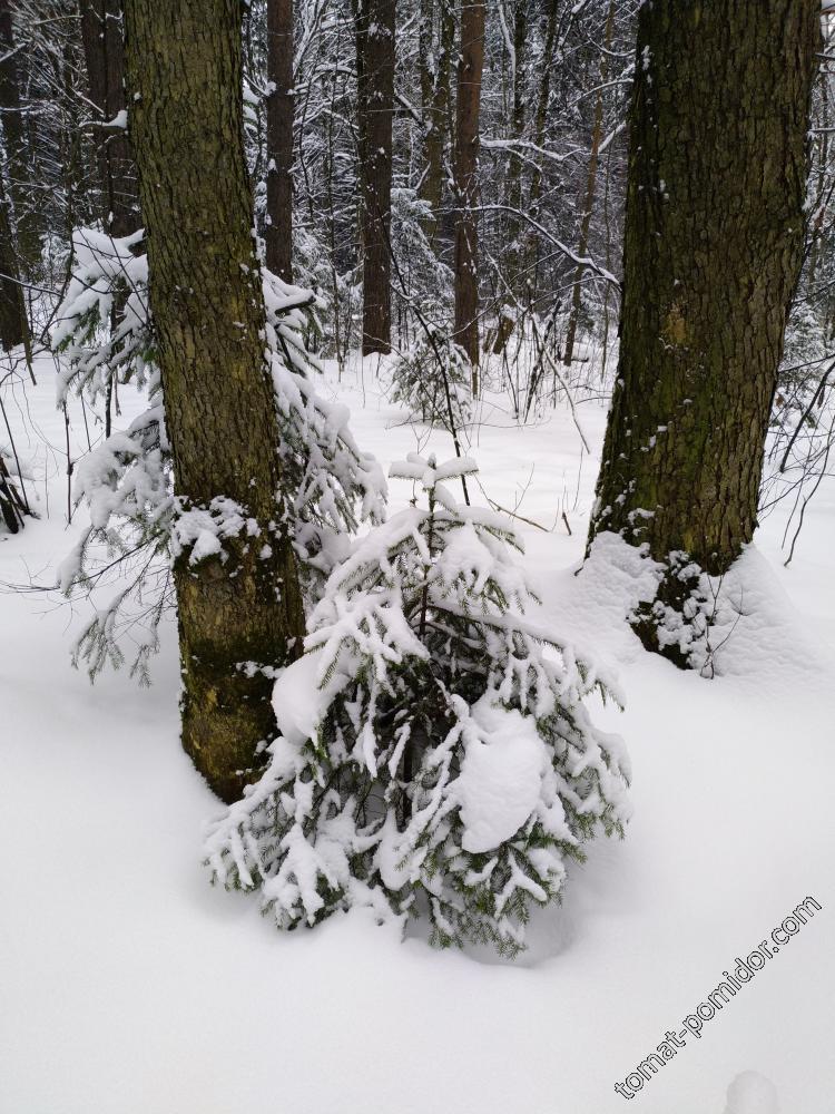 Чудесный зимний лес