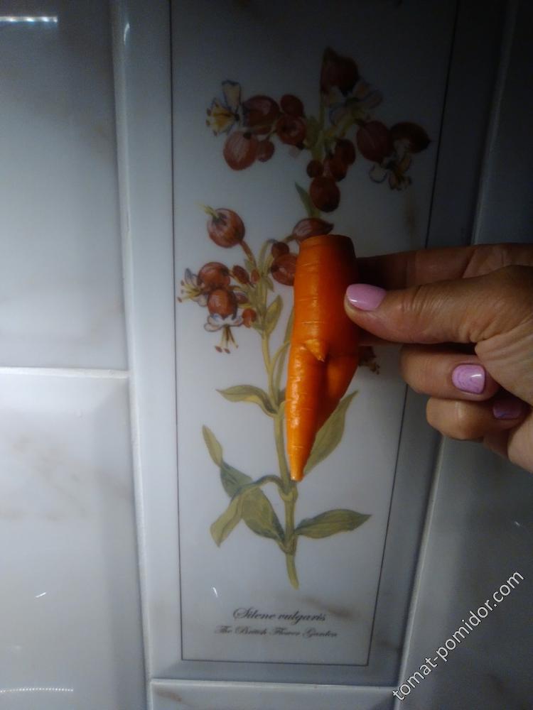 Вот такая морковка