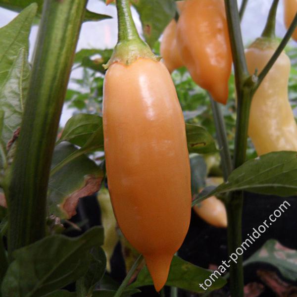 Aji Melocoton