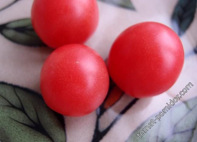 Brandysweet  Plum (Брендисладкая слива)