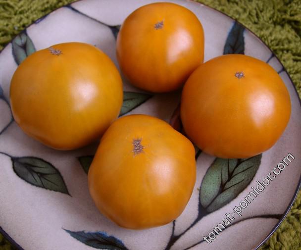 Orange Ghabbana (Оранжевый Габбана)