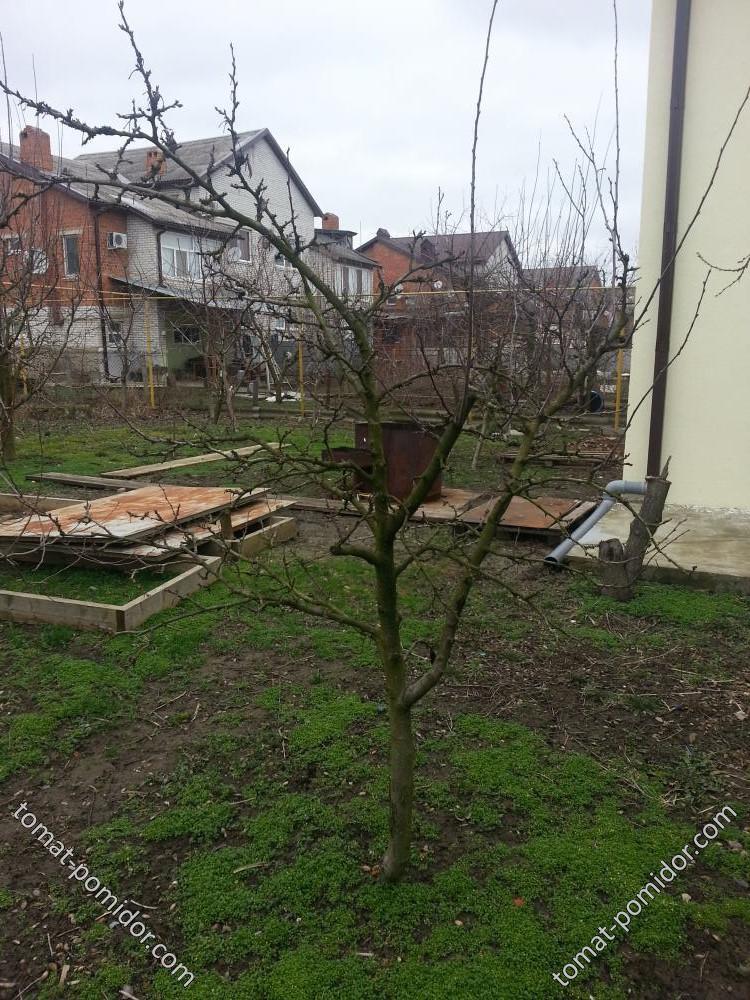Чернослив))