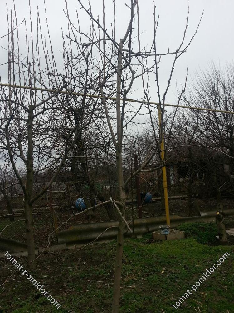 Груша 2