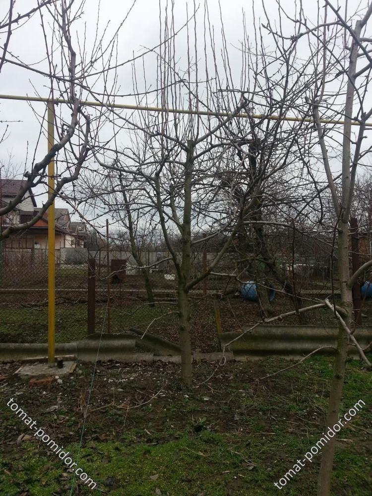 Груша Талгарка