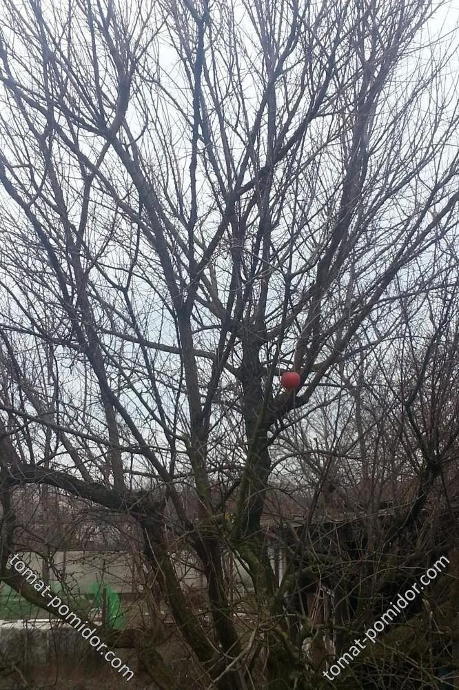 Это вид из окна на кубанскую зиму))
