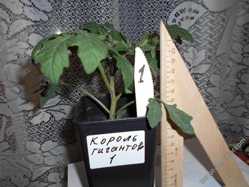 29 дней король гигантов