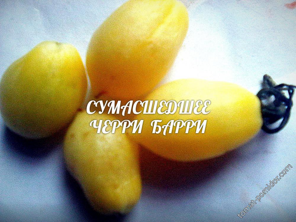 сумасшедшее черри барри