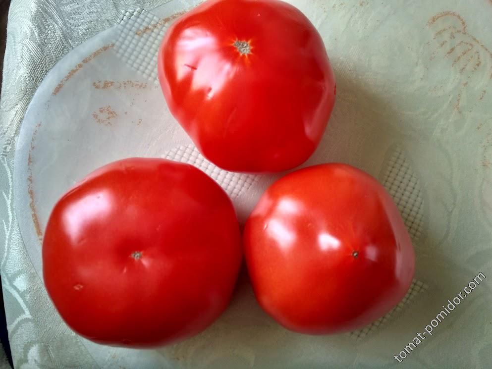 лесосибирские томаты