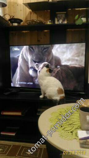 Маруся любит смотреть телевизор и львов