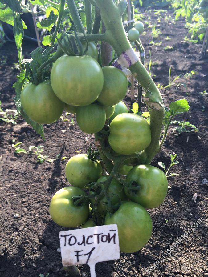 Толстой F1 - Т — сорта томатов - tomat-pomidor.com - отзывы на форуме