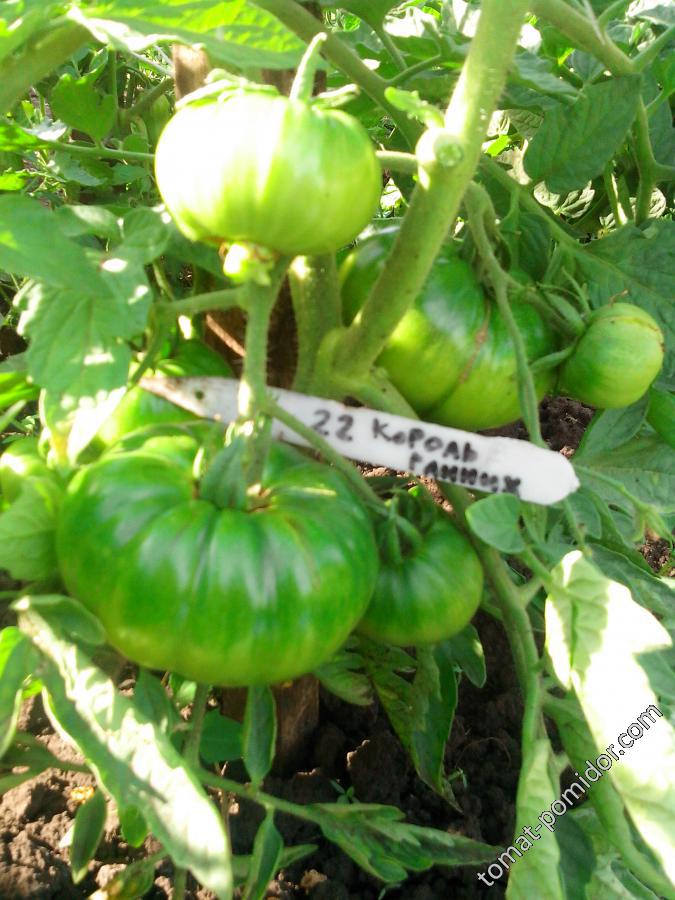 Король ранних - К — сорта томатов - tomat-pomidor.com - отзывы на форуме