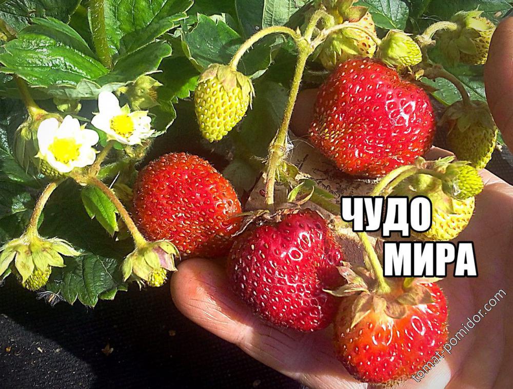 Чудо мира