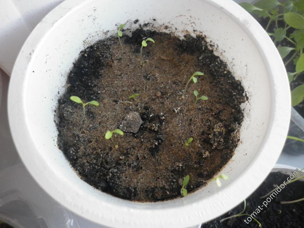 Сальпиглоссис