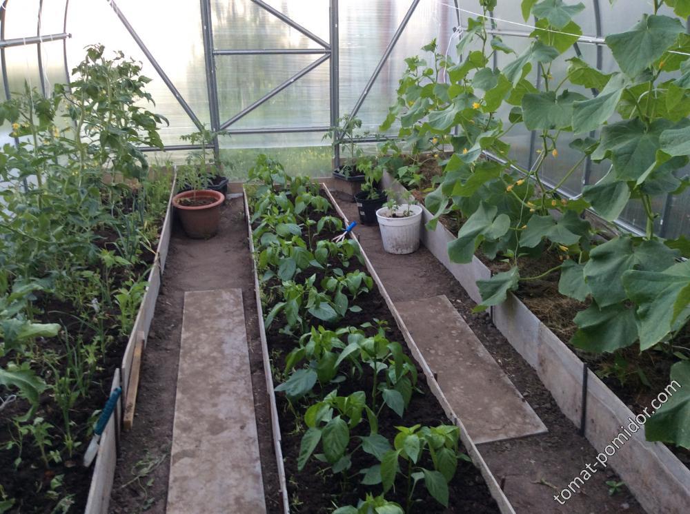 Мои растишки
