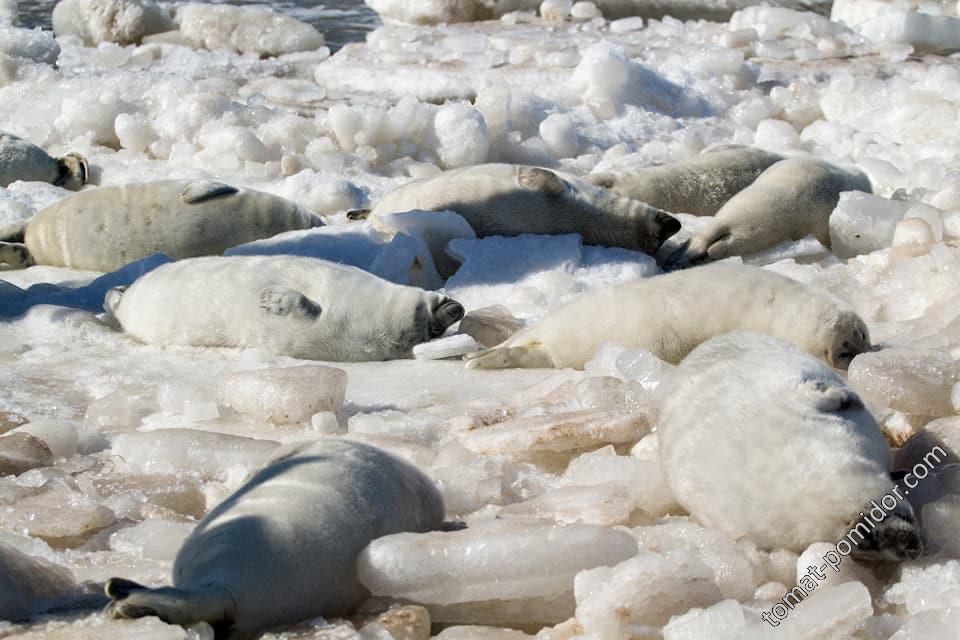 тюлени на городском пляже