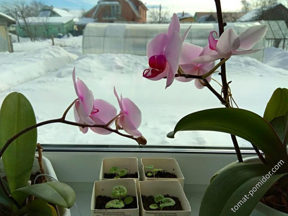 Орхидеи. Весна. 20 марта 2018 года