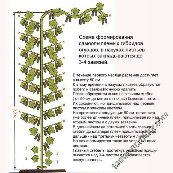 Формирование огурца