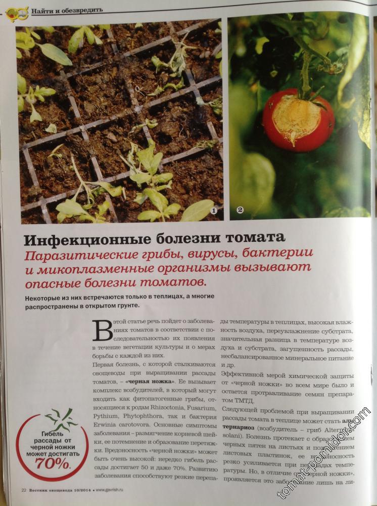Инфекционные болезни томата 1