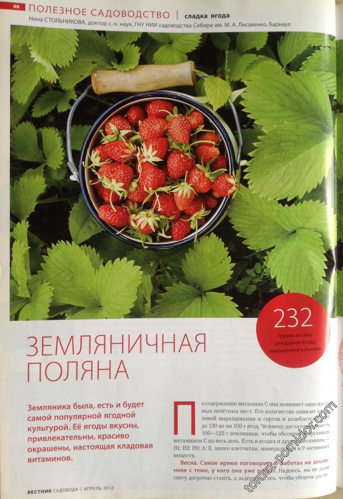 Земляника 1