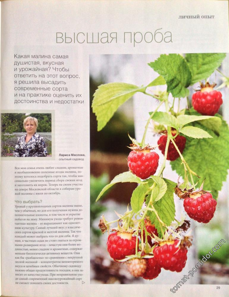 Ремонтантна малина 1