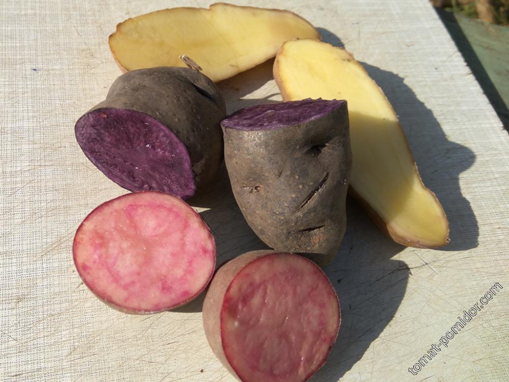 Картошки синяя, розовая и банан