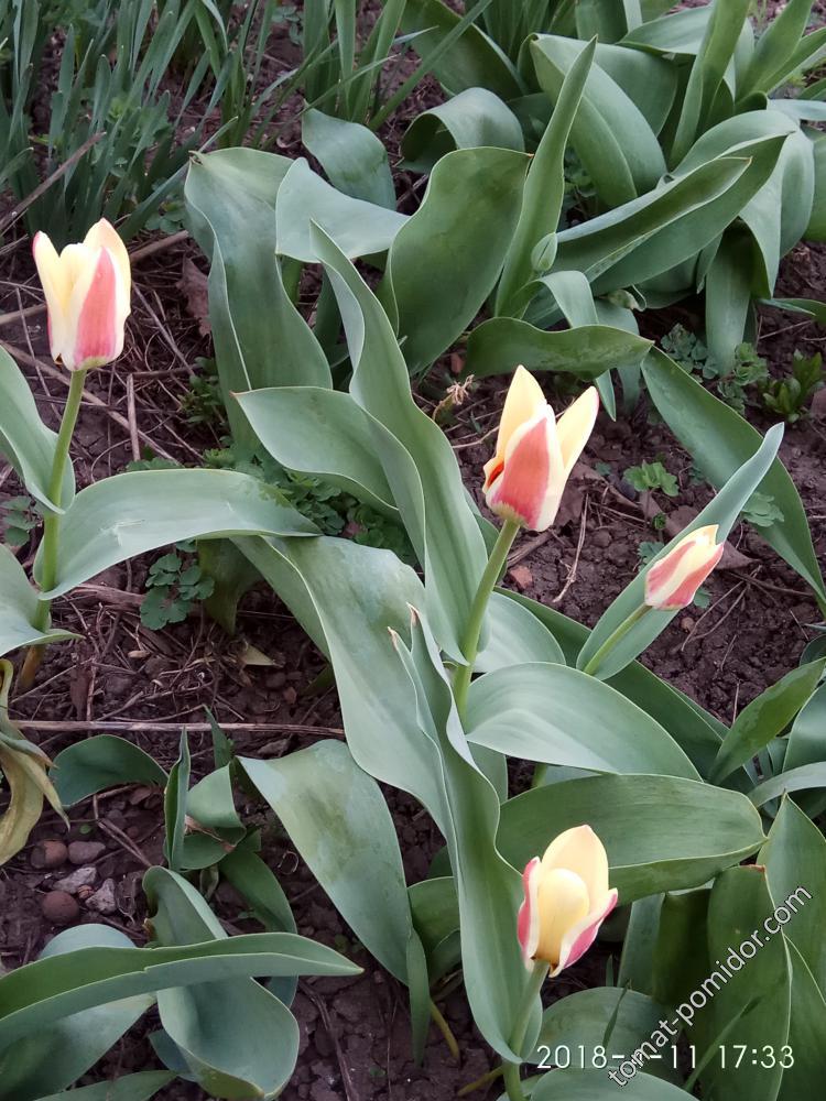 Первые тюльпаны 11.04.18