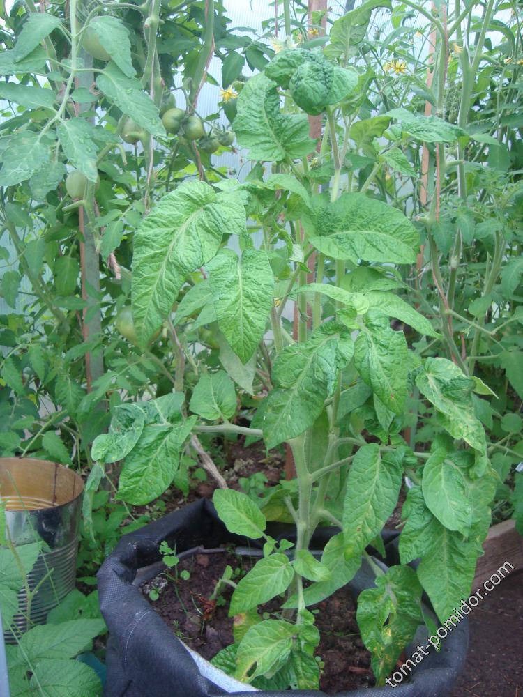 Dwarf Tomato Project